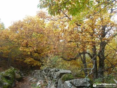 Ruta de los Castaños, Rozas de Puerto Real;grupos amigos madrid ruta el chorro madrid excursiones s